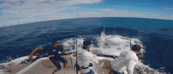 GIF: The Telegraph