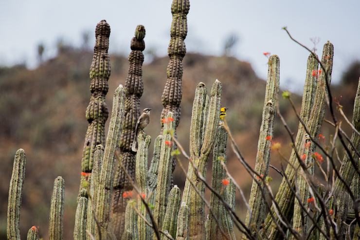 Fotos Marañon: la urgencia de proteger un bosque seco en el Perú (Fotos de Otto Alegre y Antonio García)