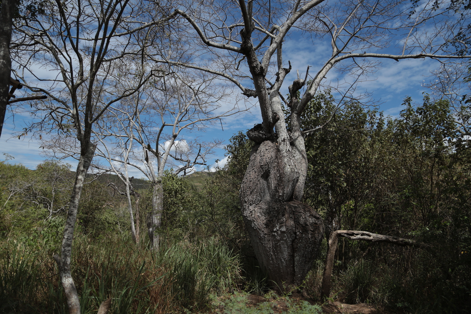 Fotos del reportaje "Los bosques que luchan contra el olvido en Perú"